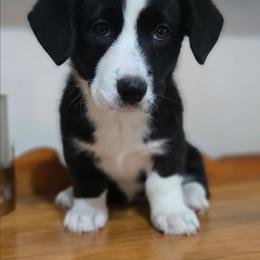 Savage Elaine of Eire - Brindle and white female Cardigan Welsh Corgi puppy in Plymouth, Iowa from Savages Low riders