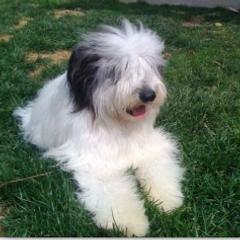 Polish Lowland Sheepdogs from Kristine Kim