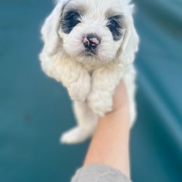 Charger - Merle male Cockapoo puppy in Clinton, Tennessee from High Hopes Hounds
