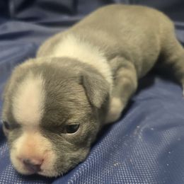 Boston Terrier Puppies from Aronow pups