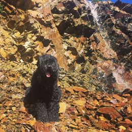 Kronk - Black Russian Terrier
