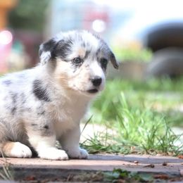 Freya - Blue merle and white female American Corgi puppy in Plains, Montana from Diamond Corgis