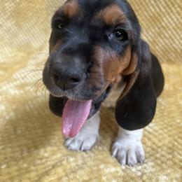 Basset Hound Puppies from Hudson's Hounds