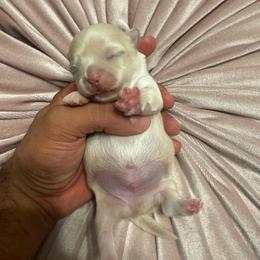 TBD - Gold male Chihuahua puppy in Davenport, Florida from Clan Cordovathone