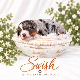 Swish - Blue merle male Bernedoodle puppy in Henry, Illinois from Rowe Farms Doodles