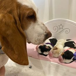 Basset Hound Puppies from Jelly Belly Bassets