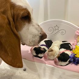 Basset Hound Puppies from Jelly Belly Bassets