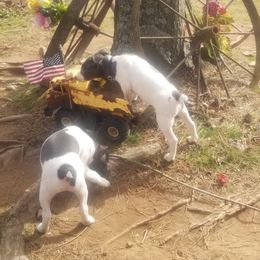 Rat Terrier Puppies from Live Wire Rat Terriers