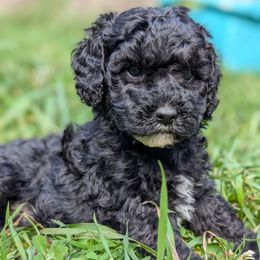 Zoro - Blue male Poodle puppy in Salem Township, Maine from Moirae Poodles