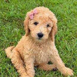 Cheer Captain - Sable female Goldendoodle puppy in Social Circle, Georgia from Poppiedoodle Farms