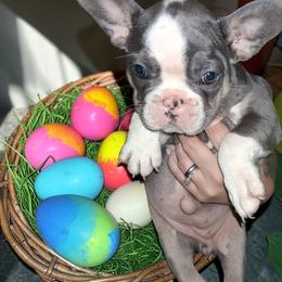 Stellar - Tricolors female French Bulldog puppy in Canton, Texas from A&B 4ever Frenchies