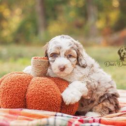 Aussiedoodle Puppies from Dani's Dandy Doodles
