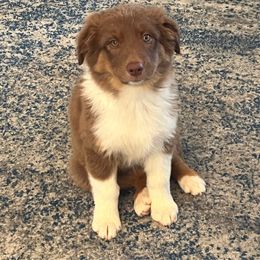 Cocoa - Red tri-color female Australian Shepherd puppy in Chino Valley, Arizona from Cu2 Aussies