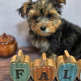 Traditional female (chocolate carrier) - Black and tan female Yorkshire Terrier puppy in Thornville, Ohio from My precious yorkies