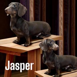 Jasper - Dachshund