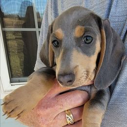 Izzy - Blue and tan female Dachshund puppy in Randolph, Texas from Spindle's Little Treasures