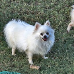 Bubbles - Pomeranian