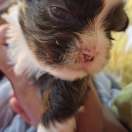 Shaggy - Liver and white male Shih Tzu puppy in Kernersville, North Carolina from SweetTee's Shih Tzus LLC