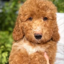 Blu - Red  male Goldendoodle puppy in Tucson, Arizona from Adored Poodle & Doodles