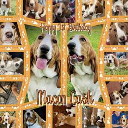 Macon - Basset Hound