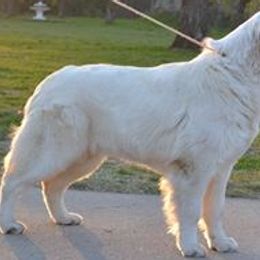 Golden Retrievers from GoldWynns English Cream Golden Retrievers