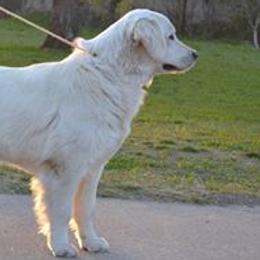 Golden Retrievers from GoldWynns English Cream Golden Retrievers