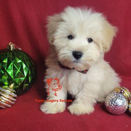 Tanner - Wheaten male Miniature Schnauzer puppy in Fairhope, Alabama from Puppy Sugars Kennels