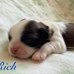 Rich - Red and white male Shih Tzu puppy in Hemet, California from Aloha Shih Tzu