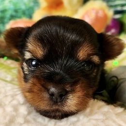 Yorkshire Terrier puppies from Niko Terriers