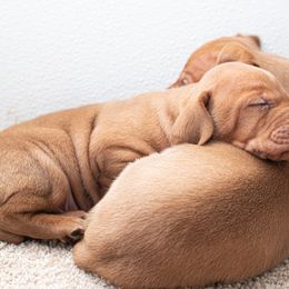 German Shorthaired Pointer and Vizsla Puppies from Nosam Kennels