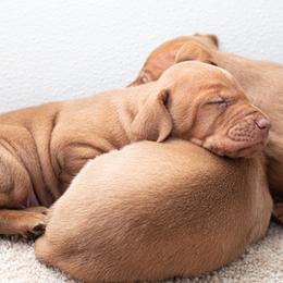 German Shorthaired Pointer and Vizsla Puppies from Nosam Kennels