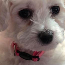 Girl Pink Collar Peanut - White female Bichon Frise puppy in Eaton Rapids, Michigan from JMs Bichons