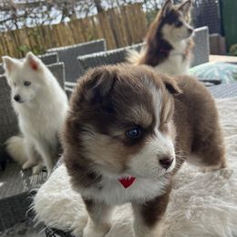 Pomsky Puppies from JadesPomskyResort