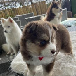 Pomsky Puppies from JadesPomskyResort