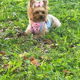 Rosy - Yorkshire Terrier