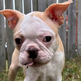 Beemer - Seal and white male Boston Terrier puppy in Star, North Carolina from Meatloaf's Boston
