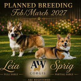 Pembroke Welsh Corgi puppies from AW Corgis