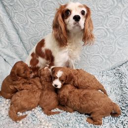 Cavapoo and Poodle Puppies from Browns Babies