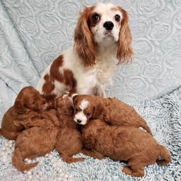 Cavapoo and Poodle Puppies from Browns Babies