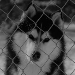 Siberian Husky All Grown Up from Shawna Wells