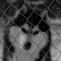 Siberian Husky All Grown Up from Shawna Wells