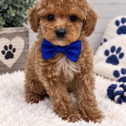Blue boy - Cream male Poodle puppy in Waskom, Texas from Pearls & Curls doodles & poodles