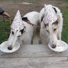 Borzois from Eidolon Borzoi