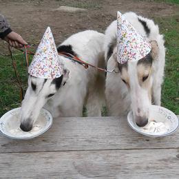 Borzois from Eidolon Borzoi