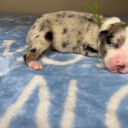 Australian Shepherd Puppies from Good Karma Aussies