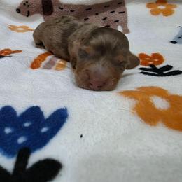 Chocolate dapple girl - Dapple female Dachshund puppy in West Plains, Missouri from Spring Creek Dachshunds