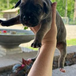Light blue collar - Fawn male Great Dane puppy in Corsica, Pennsylvania from Ferguson Family Danes LLC