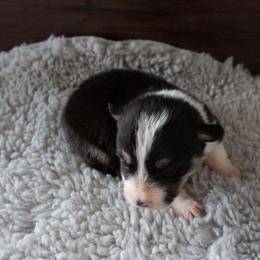 Joy - Black and tan female American Corgi puppy in Dobson, North Carolina from Clover S Farm