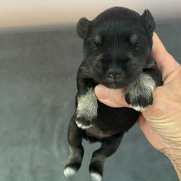 Ginny - Black and silver female Miniature Schnauzer puppy in Springfield, Ohio from Cindy’s Mini Schnauzers