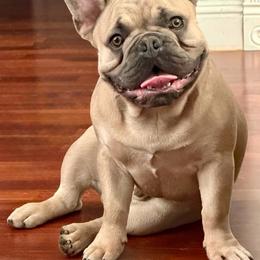 Sailor - Fawn male French Bulldog puppy in Clayton, California from Frenchie Luvbugs